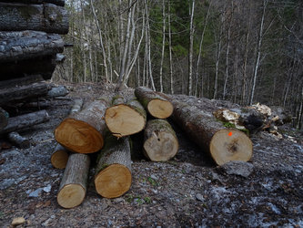Die HolzART-Woche Glarus holt den Wald in die kleinste Hauptstadt und macht aus ihm Kunstwerke auf dem Rathausplatz. Bild: Verein HolzART-Woche, Jacky Orler