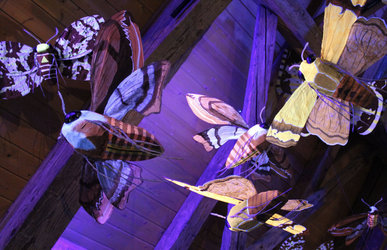 Expo, Nuit blanche chez les insectes (Pro Natura, Centre de Champ-Pittet)