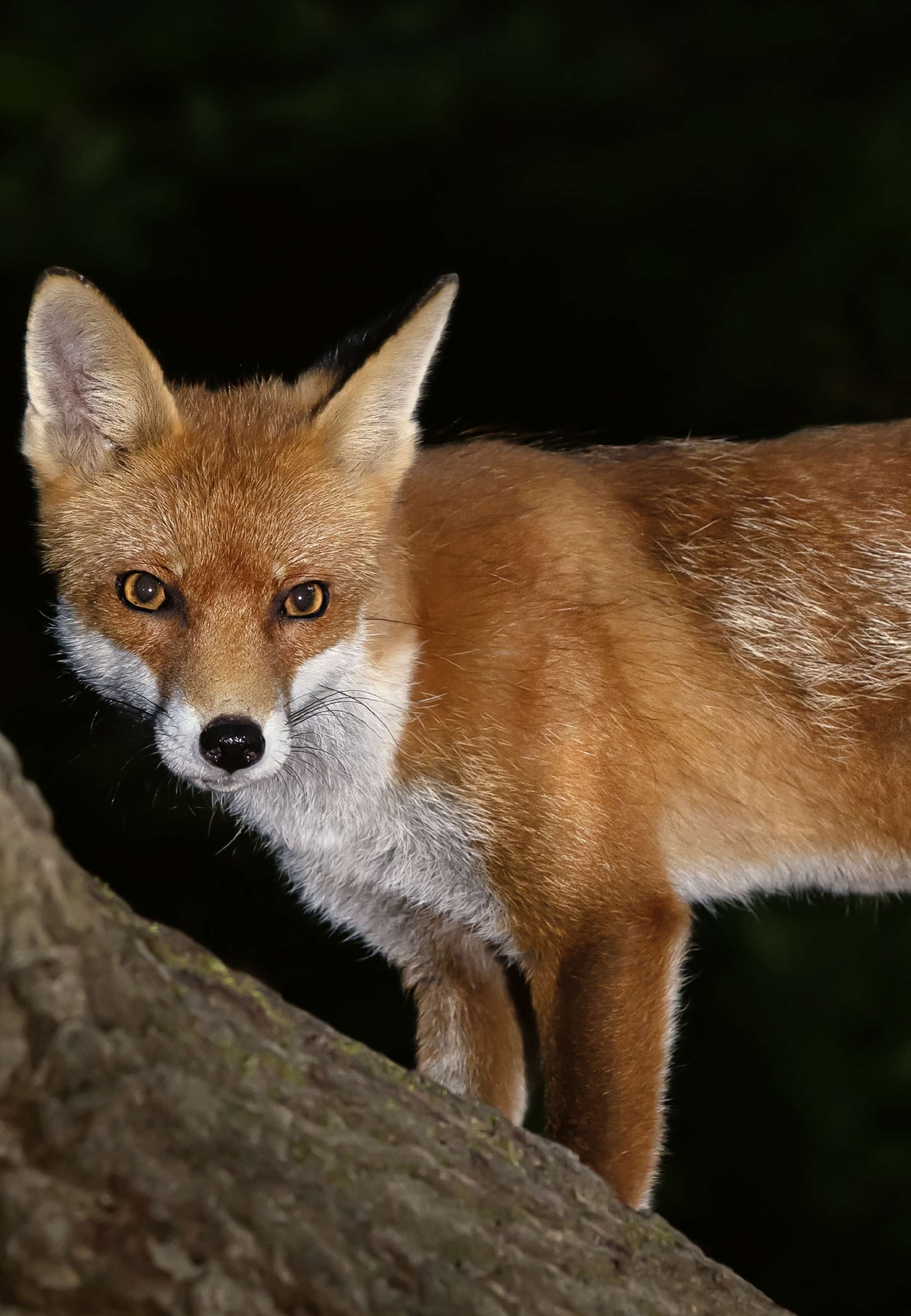 Theater: Sherlock Holmes: Der Fall Moriarty