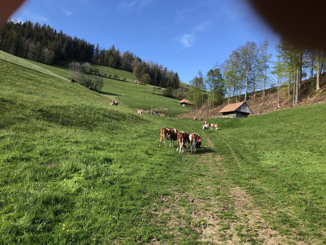 Bütschel