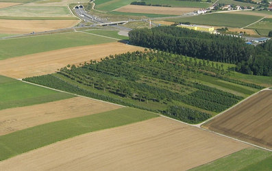 Abies de Lully - 1