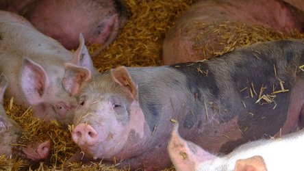 Weideschweine, Hofgut Farnsburg. Foto: Museum.BL
