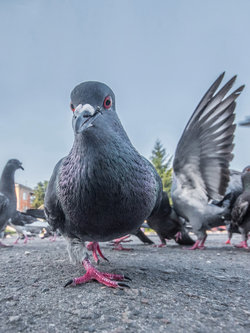 Strassentauben. Bild: Rostyle