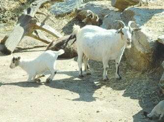Al Cairello - 1