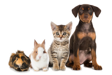 Grundkurs Tierkommunikation: Lerne deinen Tierfreund besser verstehen - 1