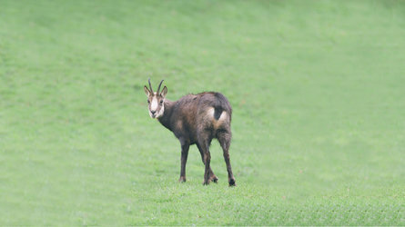 Das Ziel eines besserem Verhältnisses bei den Abschüssen von Gämsböcken und Gämsgeissen wurde bei der Glarner Hochjagd verfehlt. (Foto: M.Banzer)