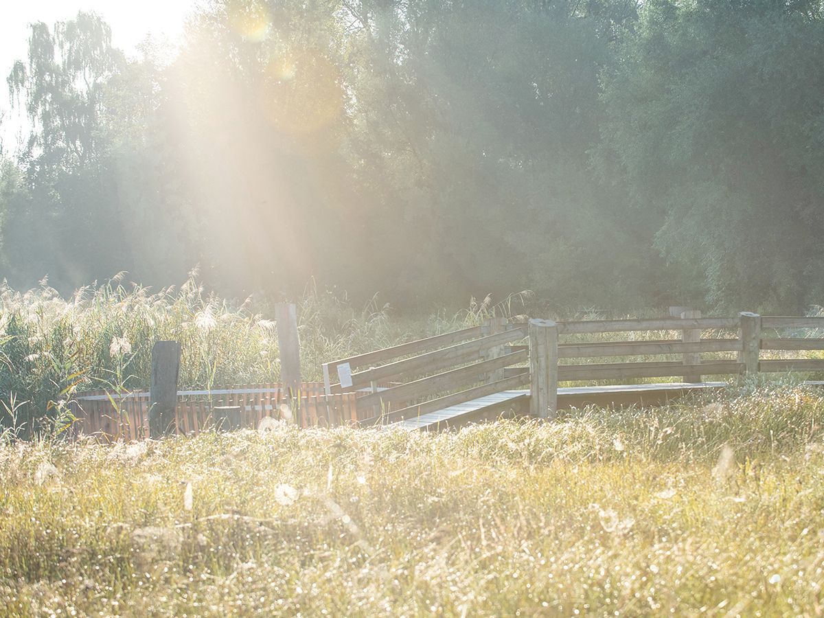 Morgenstund hat Gold im Mund