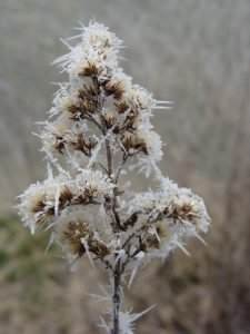 Weihnachtsmelodien in den 7 Dörfern der Gemeinde Uzwil - 1