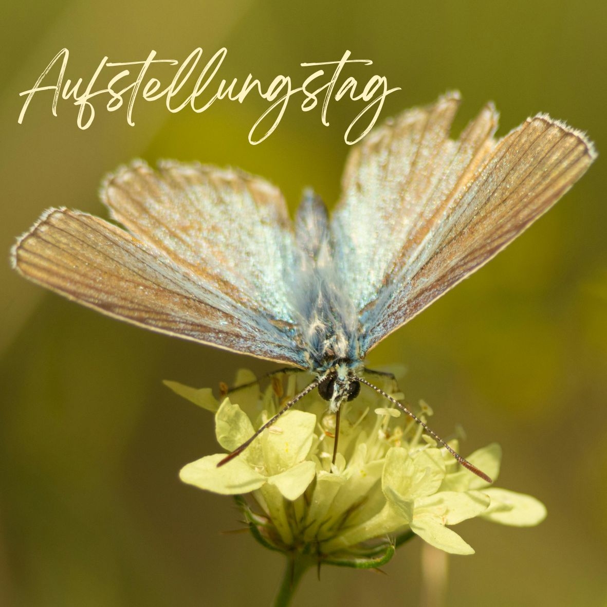 Traumasensible Systemische Aufstellungen