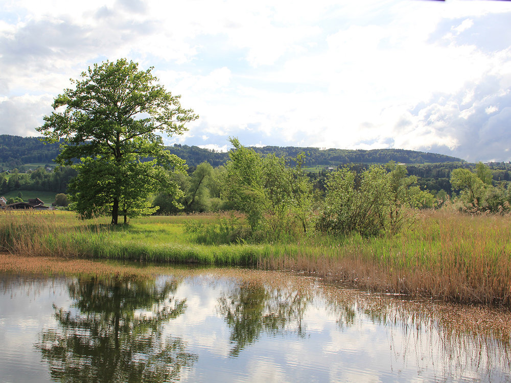 Naturstation Silberweide