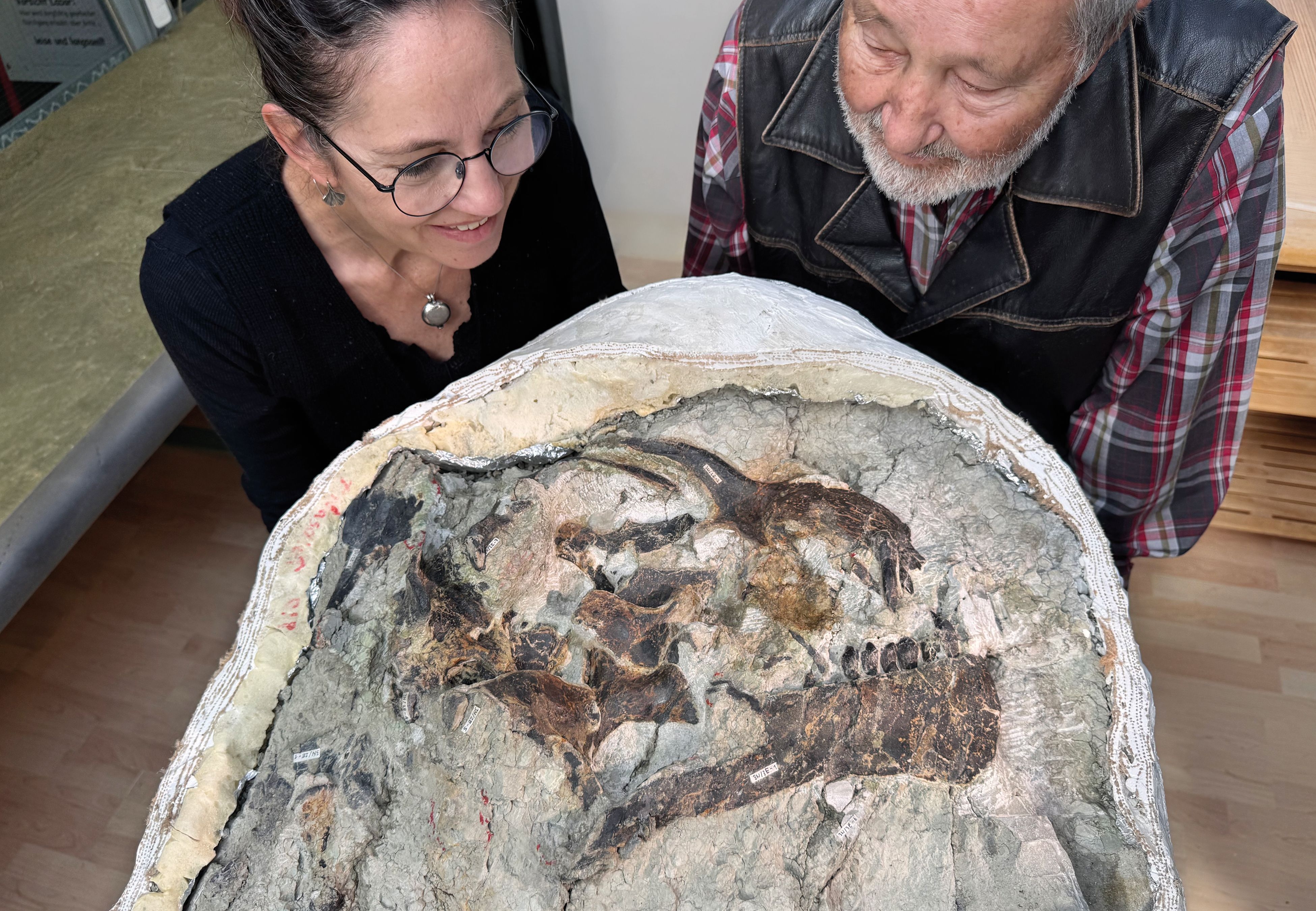 Sensationsfund Camarasaurus «Lucy»