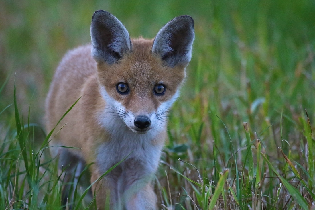 Waldtage Zürcher Oberland