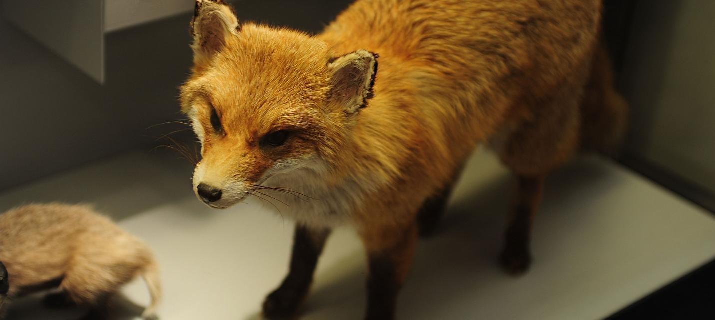 Titelbild des Events: Familienanlass ab 7 Jahren - Auf den Spuren unsere Wildtiere