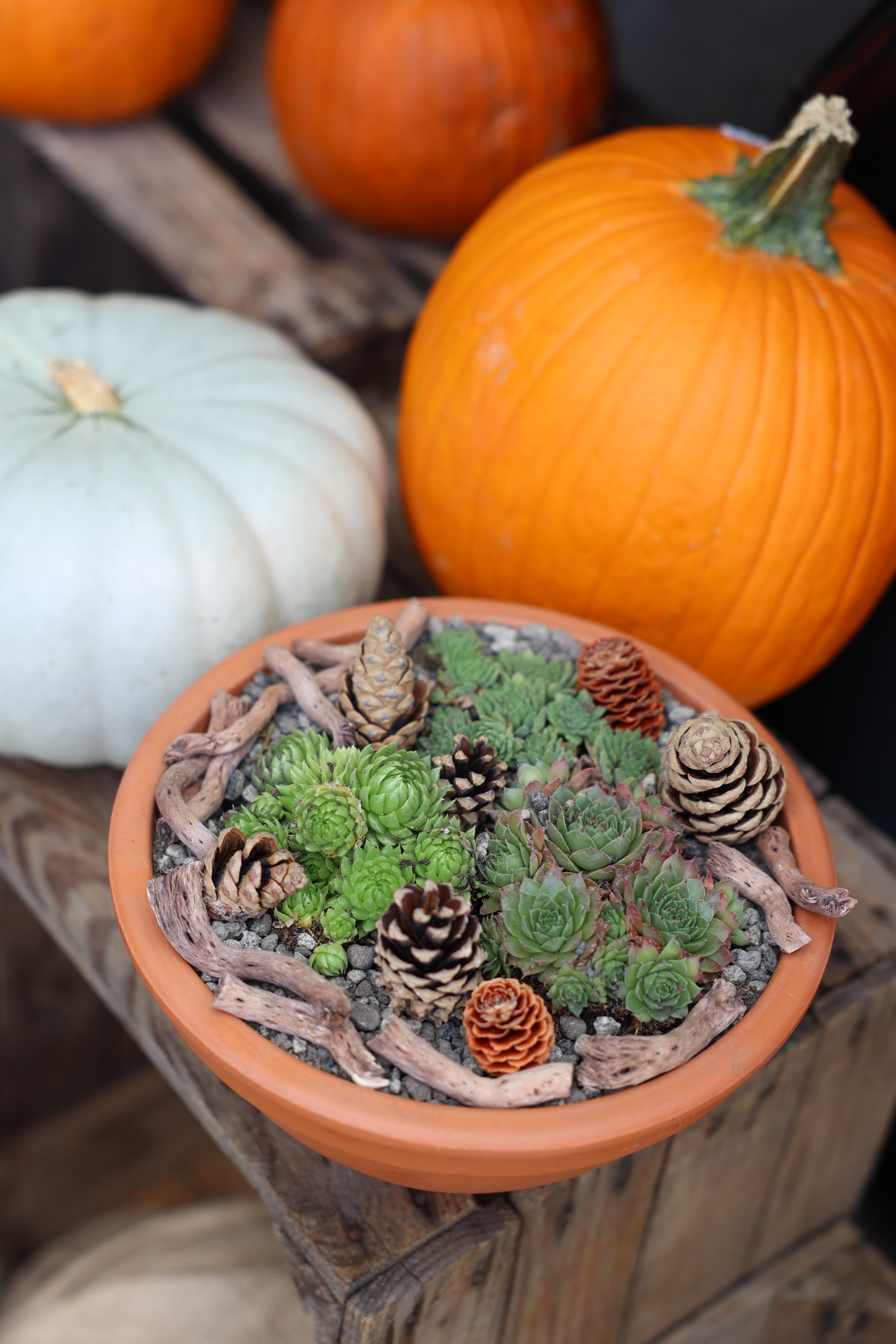 Kinder gestalten eine Herbstschale mit Hauswurz