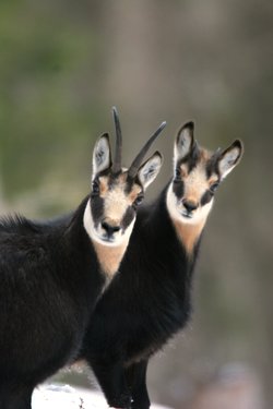 Wildspuren und Naturerwachen - 1