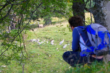Wildlife watching, (Jura bernois Tourisme)