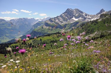 Ortstock und Sommerblumen