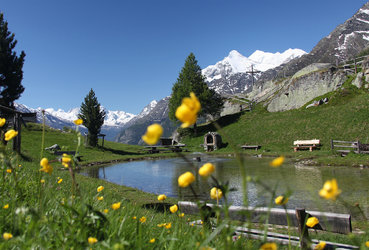 Faszination Natur – Alpenblumenweg - 1