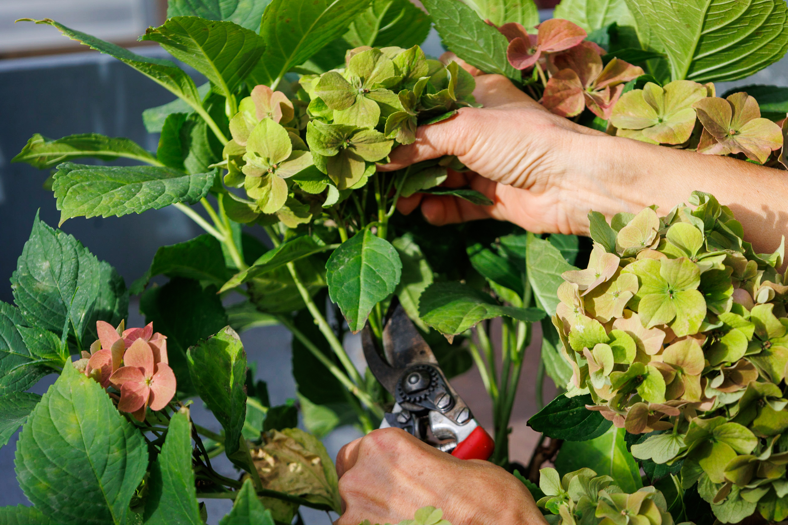 Hortensien: Tipps für Schnitt und Pflege