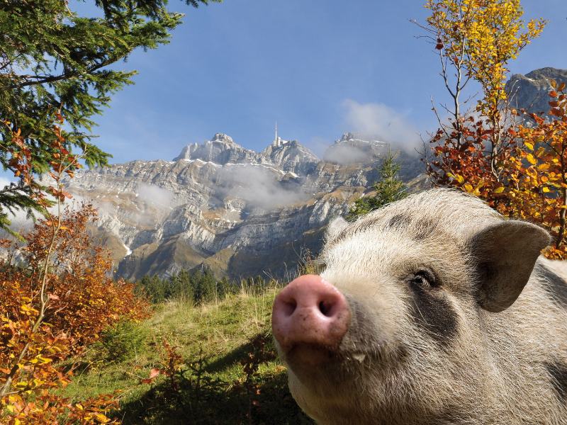 Alpschwii Metzgete  «Alles vom Toggenburger Alpschwein»