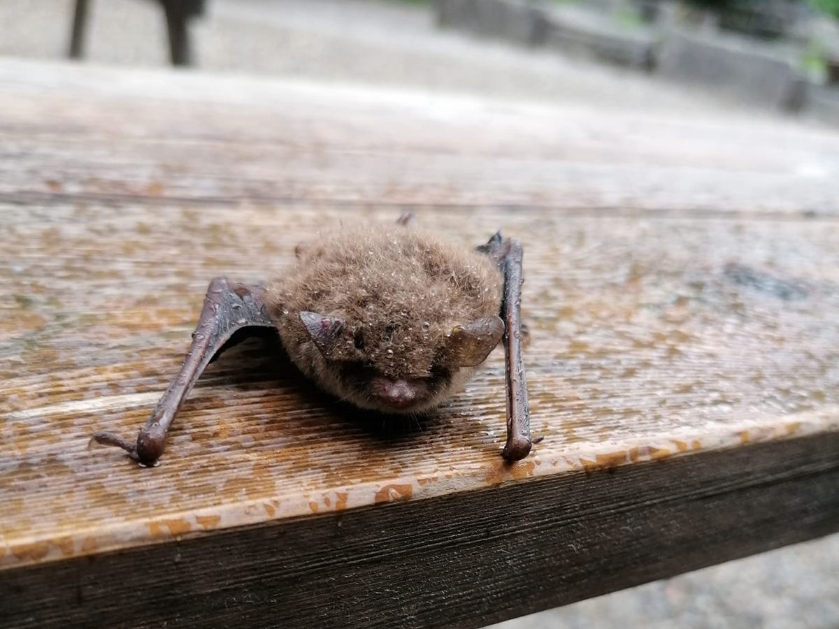 Fledermaus-Beobachtung am Aabach