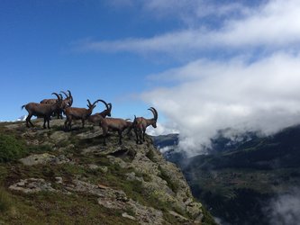Wildtiere beobachten und reichhaltiges Frühstück geniessen - 1