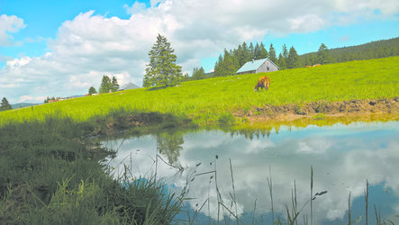 Chalet d'alpage (Parc Jura vaudois)