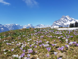 Frühling in Braunwald