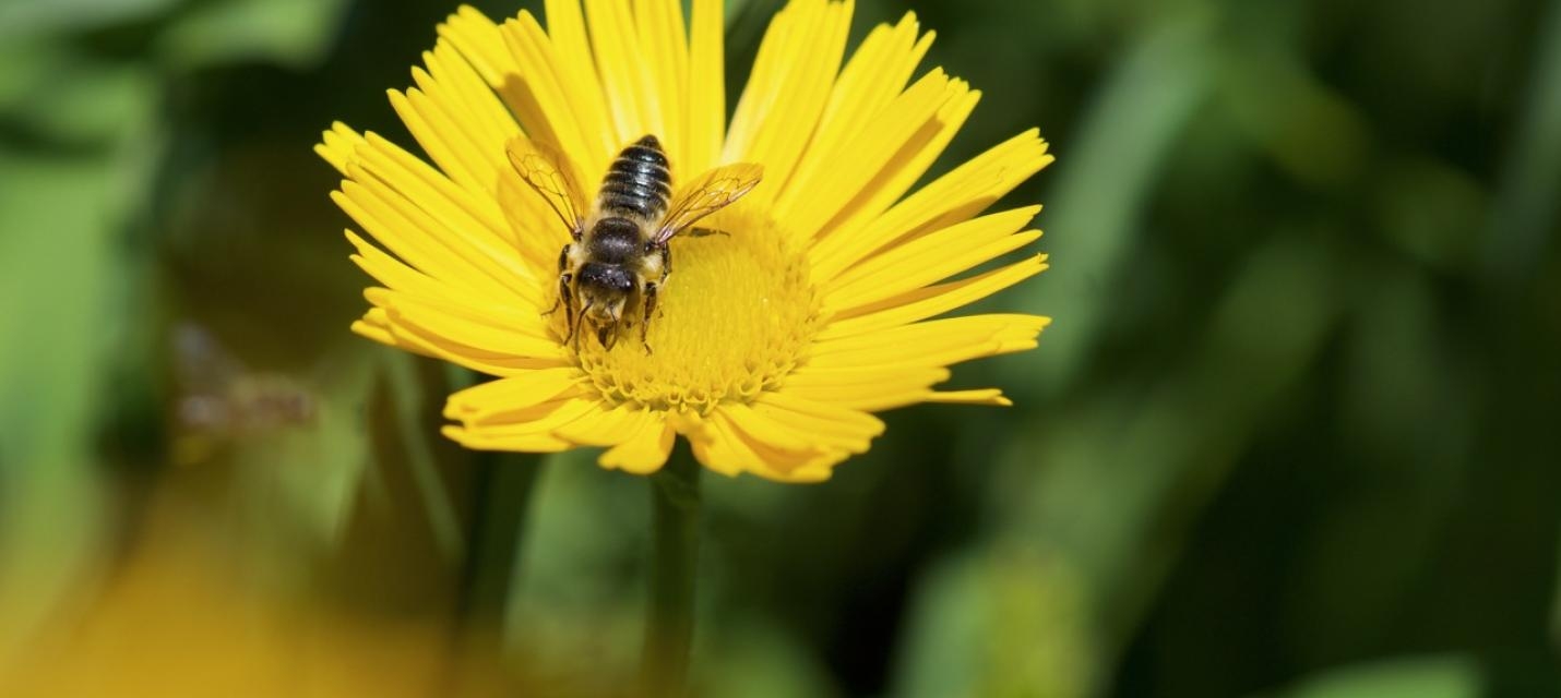 Titelbild des Events: Exkursion Wildbienen im Siedlungsraum der Stadt Zürich