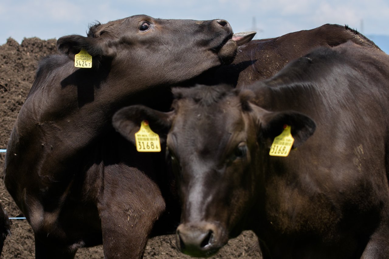 Hofladen Seelandwagyu - Wiler b. Seedorf - My Farm