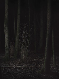 Mathieu Rod "forest" (Mathieu_Rod)