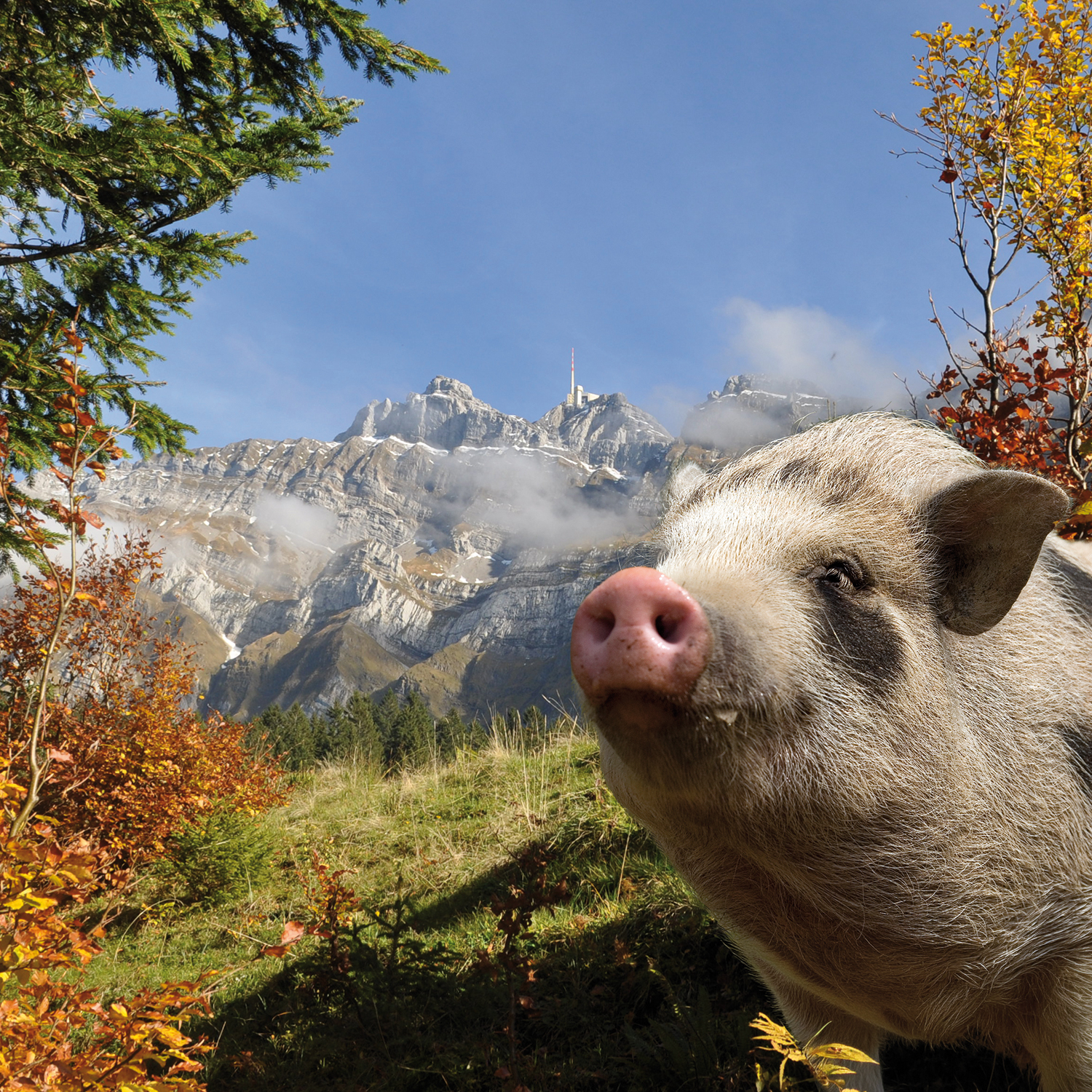 Fête du cochon d'alpage de Metzgete