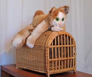 Kater%20Caruso