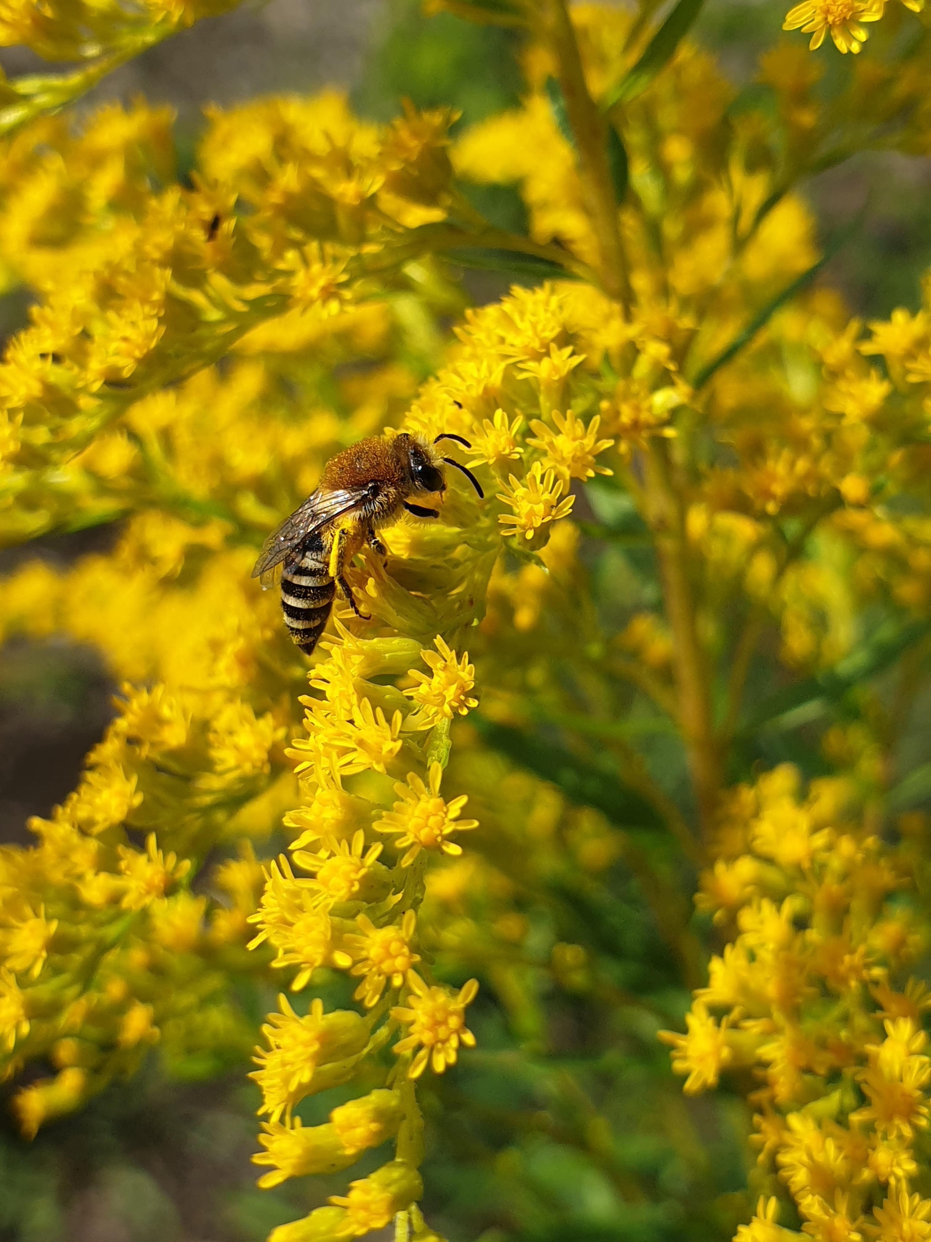 Wildbiene, Bild von Patricia auf Pixabay