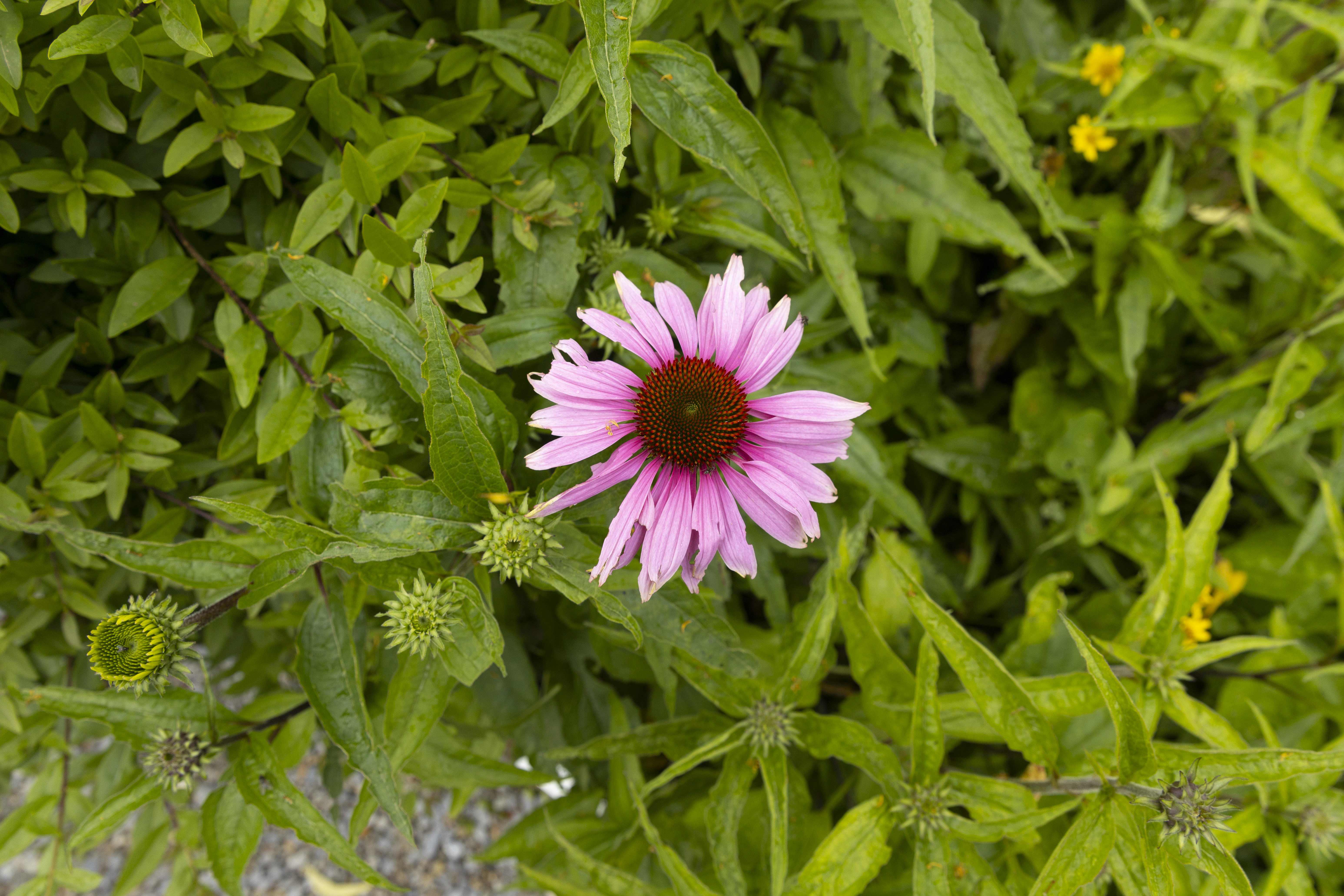 GARTENFÜHRUNG ZUR SONDERAUSSTELLUNG