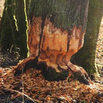 Der Biber - ein faszinierender Wasserbauer