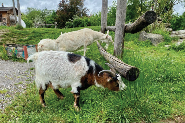 Titelbild des Events: Chum in Stall...