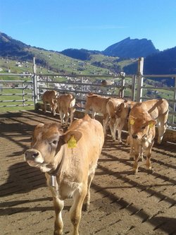 boosbiobeef - 1