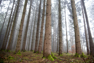 Forêt du Risoud (Vallée de Joux Tourisme)