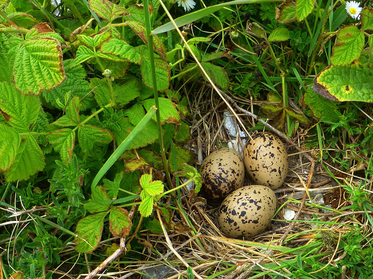 (Oster)eiersuche in der Silberweide