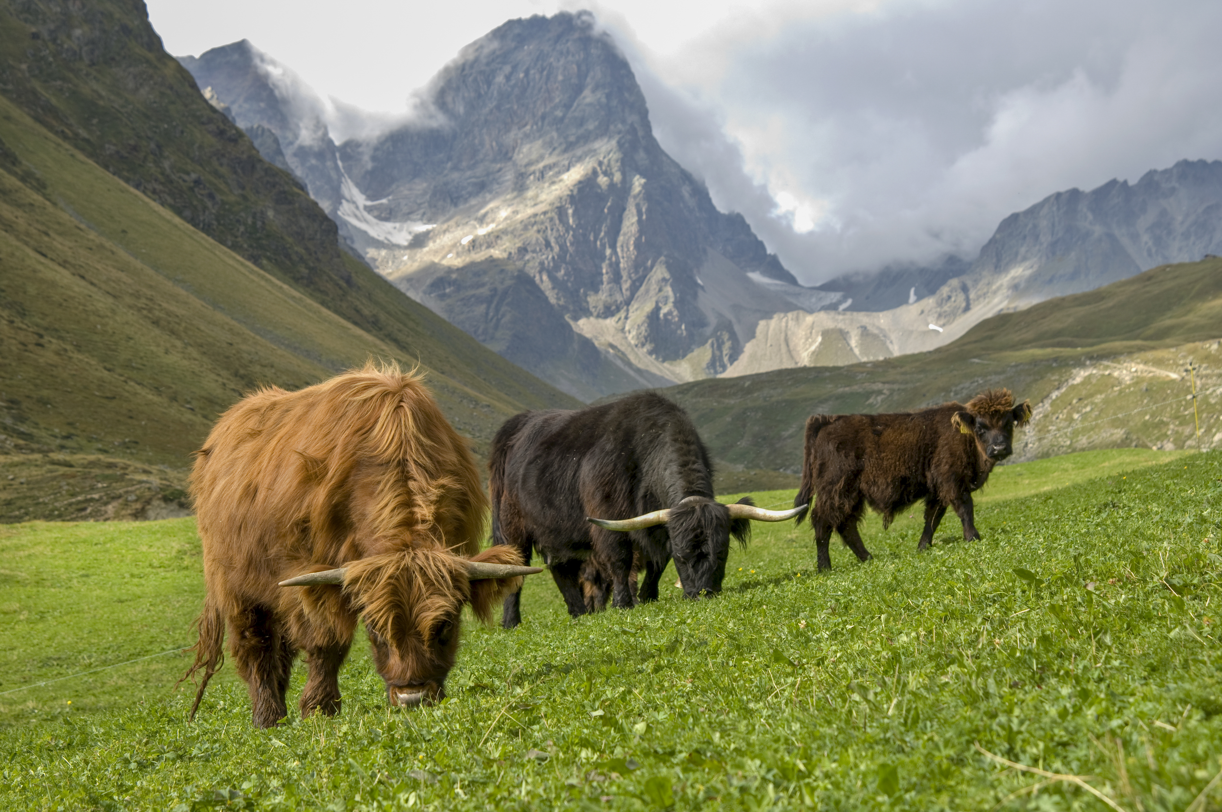 Gemütliche Artenschützer