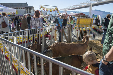 Käsefest Rapperswil-Jona