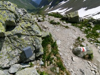 Wildseeluggen