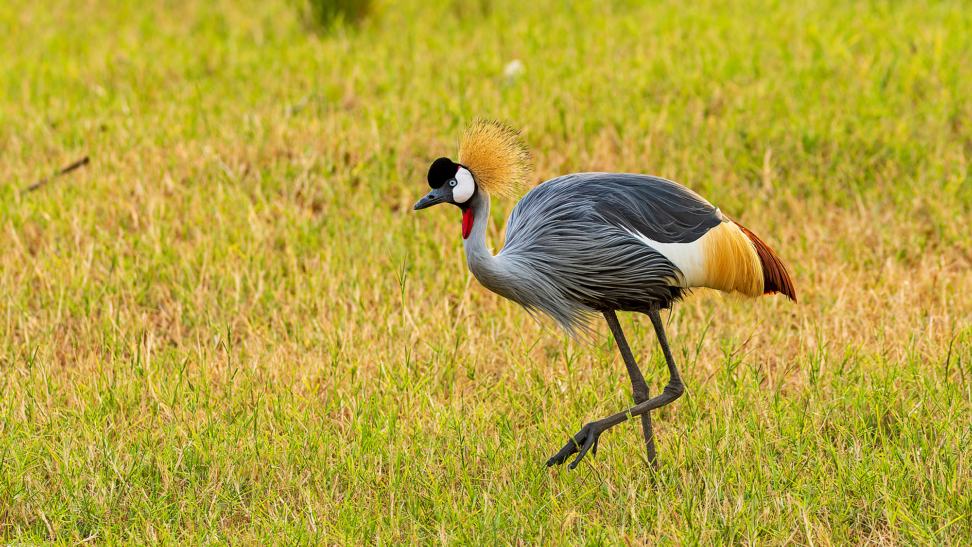 Reisevortrag Ruanda und Uganda