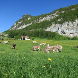 Hofladen Balmhof - 1
