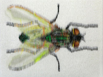 Fliege