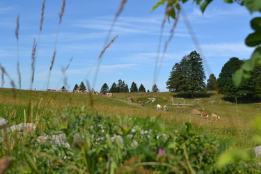 Ste-Croix, paturage (Estelle Kruegel)