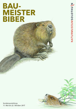 Postkarte zur Sonderausstellung «Baumeister Biber». Naturmuseum Solothurn