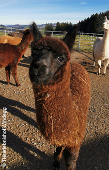 Alpakas auf der Tiererlebnisfarm Windegg